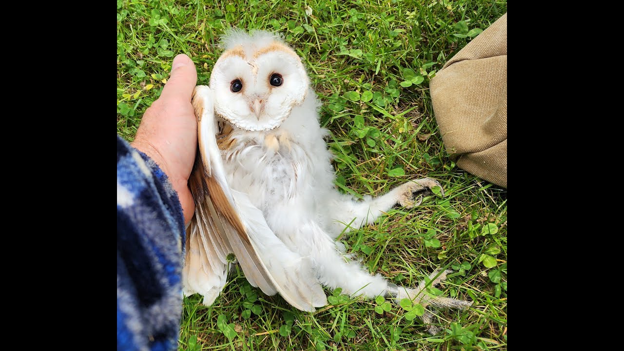 Barn Owl Chicks ringing