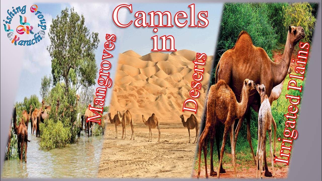CaMeLs in Pakistan | Mangroves | Deserts | Irrigated Plains | Fishing Group Karachi