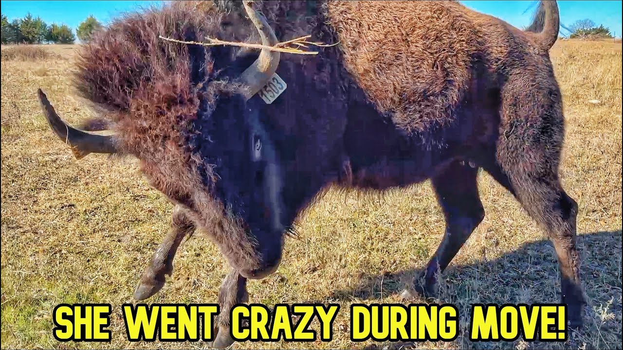 Cow Goes Wild On Us During Herd Move!