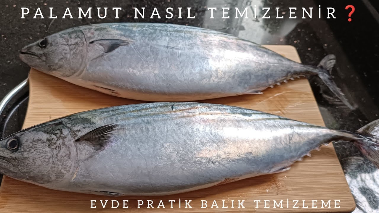 🔴 EVDE PALAMUT BALIĞI NASIL TEMİZLENİR ❓ PALAMUT NASIL FİLETO KESİLİR ❓