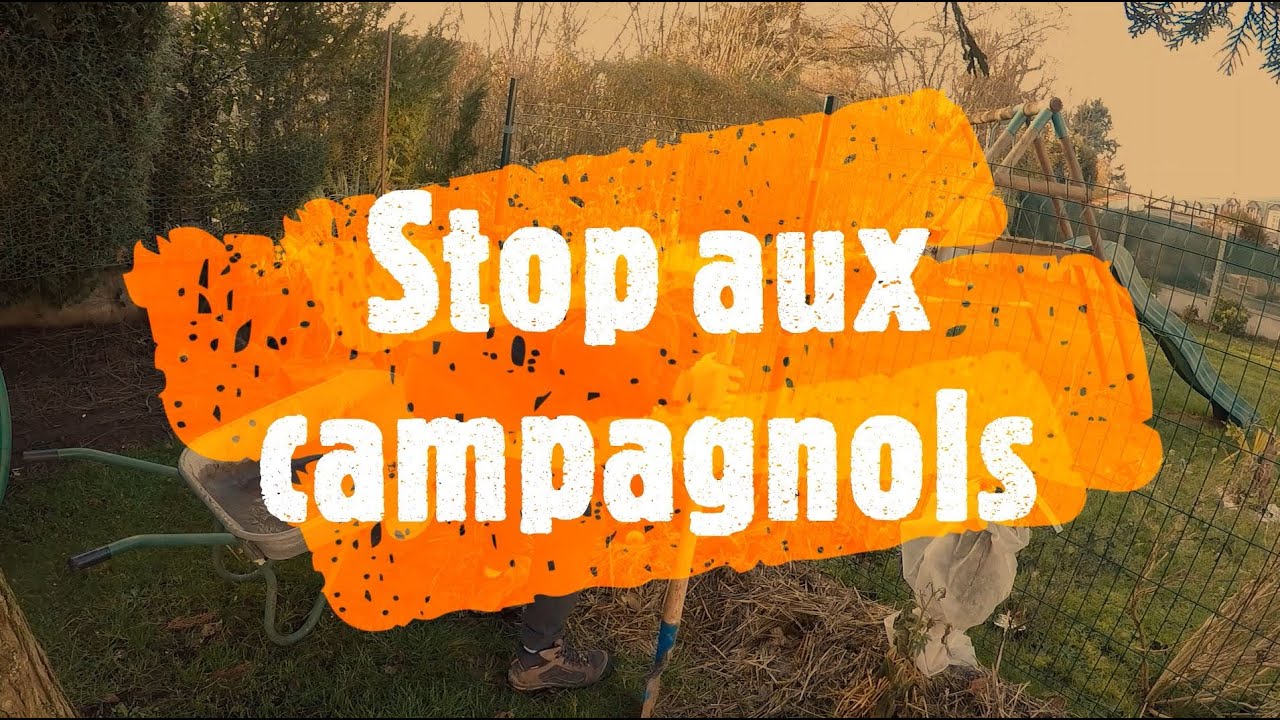 Comment protéger vos cultures des Rat taupier ou campagnols
