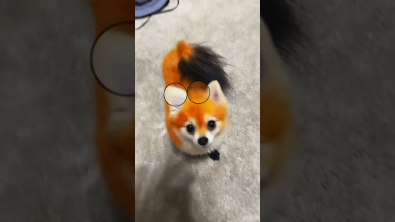sssniperwolf playing with her wet pussy cat