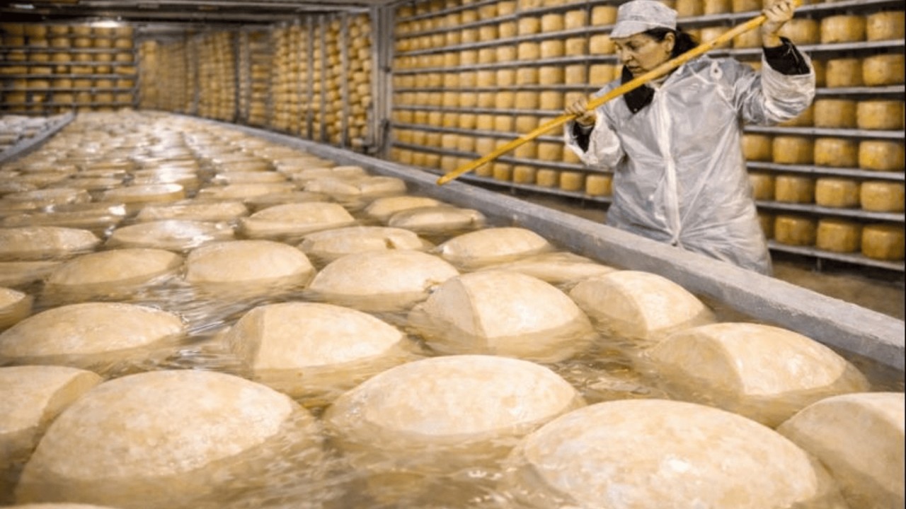COMO se HACE el QUESO PARMESANO🧀| El REY de los QUESOS 1000$ por RUEDA