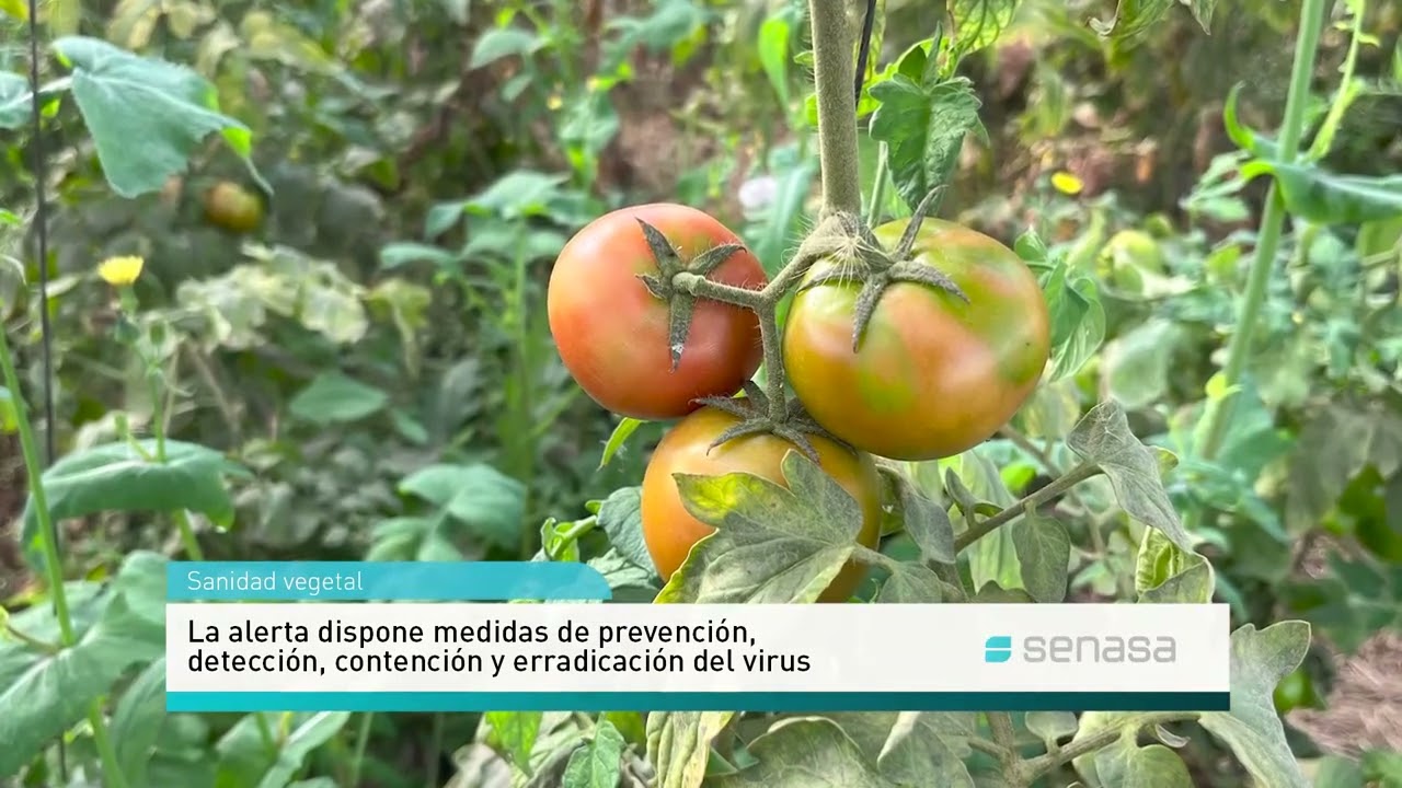 Alerta fitosanitaria por virus rugoso del tomate - Hernán Von Baczko, Dir. Nac. Protección Vegetal
