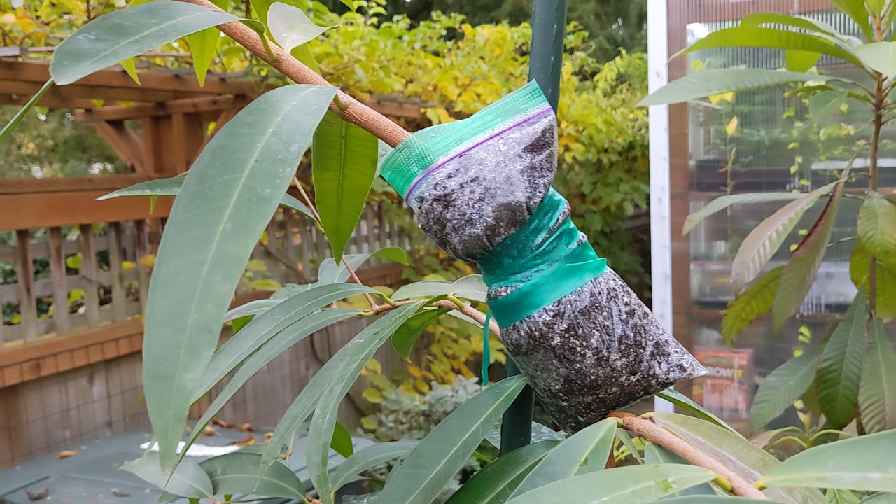 Rose Apple - Syzygium Jambos in a 15 gallon container