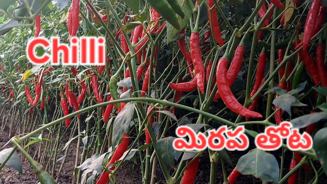 #మిరప