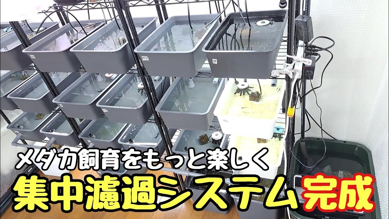 集中濾過システム完成！めだかに良い環境になりました【メダカ】