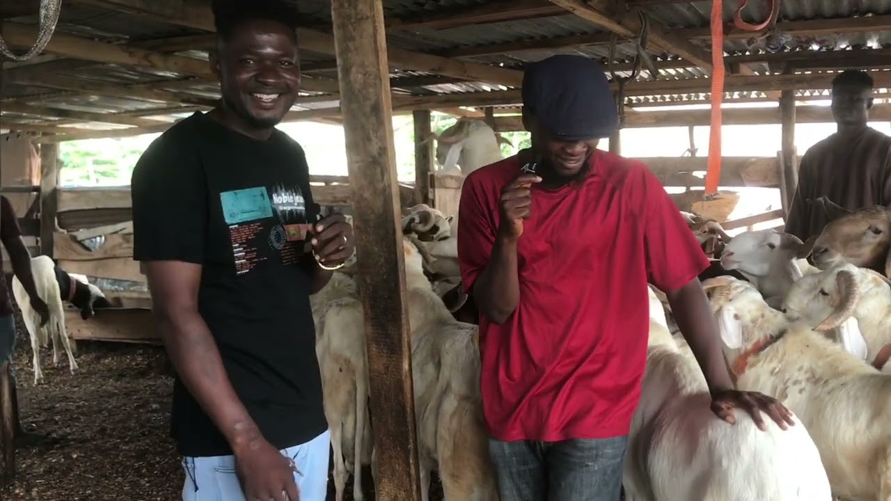 Sheep fattening business in Ghana 🇬🇭