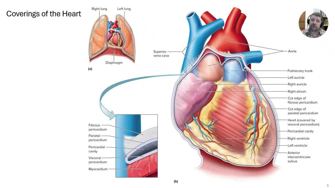 Lecture 13   Cardiovascular Part A