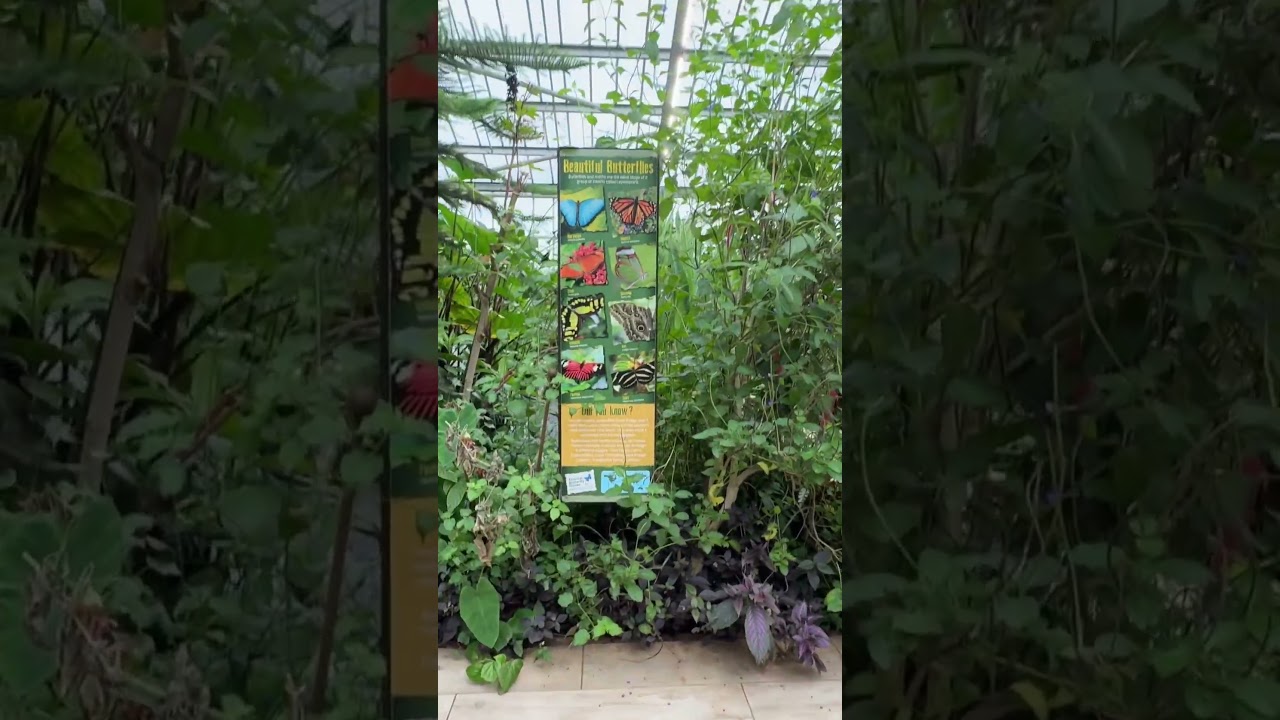 Tropical Butterfly House, Anston