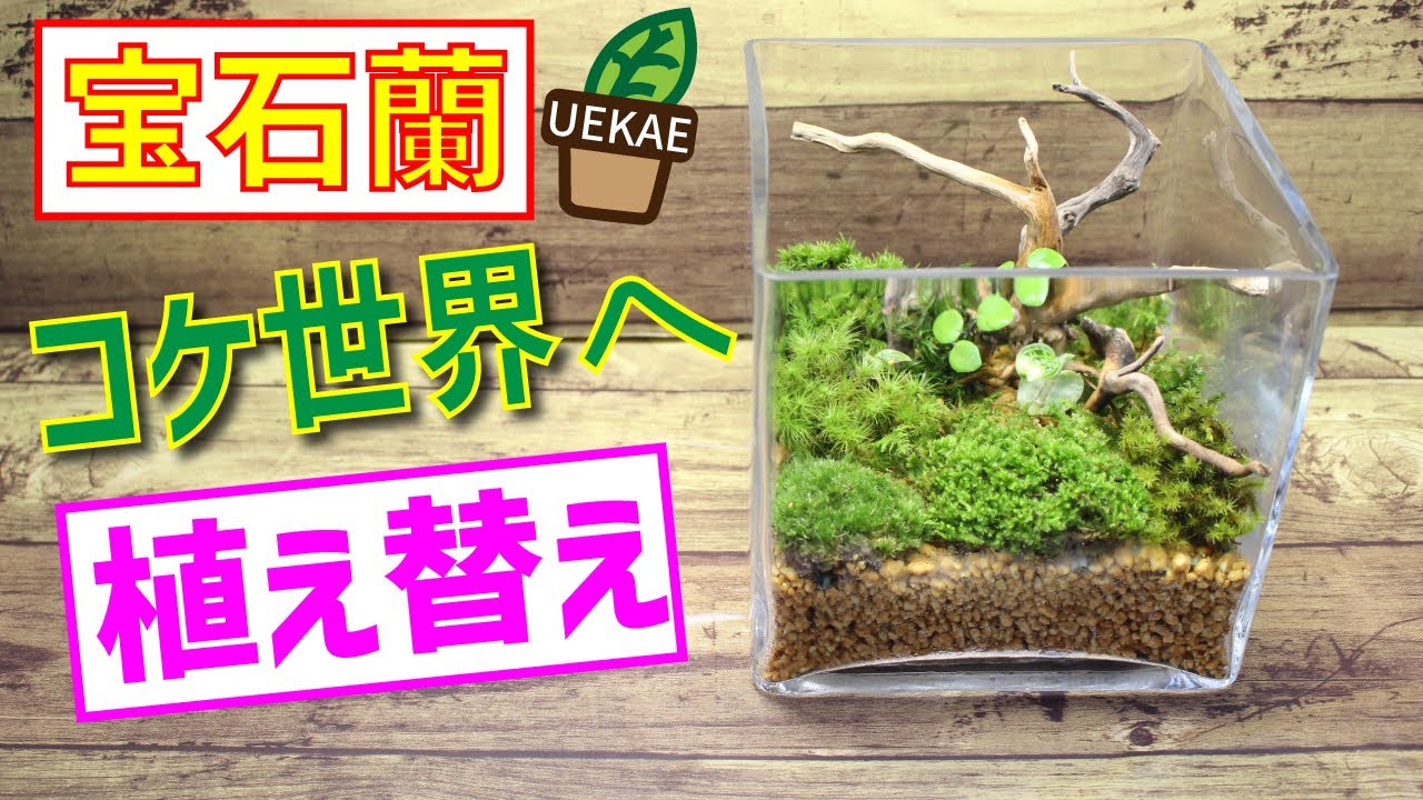 【観葉植物】【コケ】ジュエル・オーキッドの植替え！8種のコケリウム！