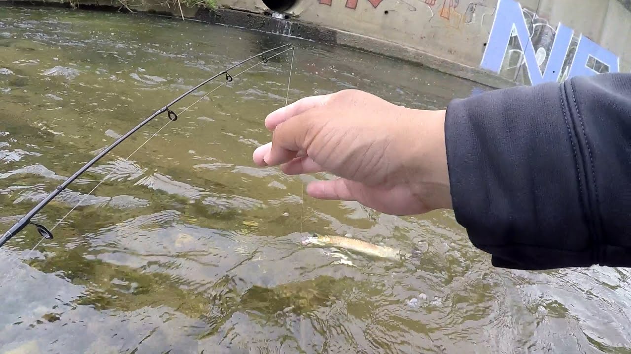 Wading & Fishing the Mighty Pennypack Creek (Philadelphia, PA)