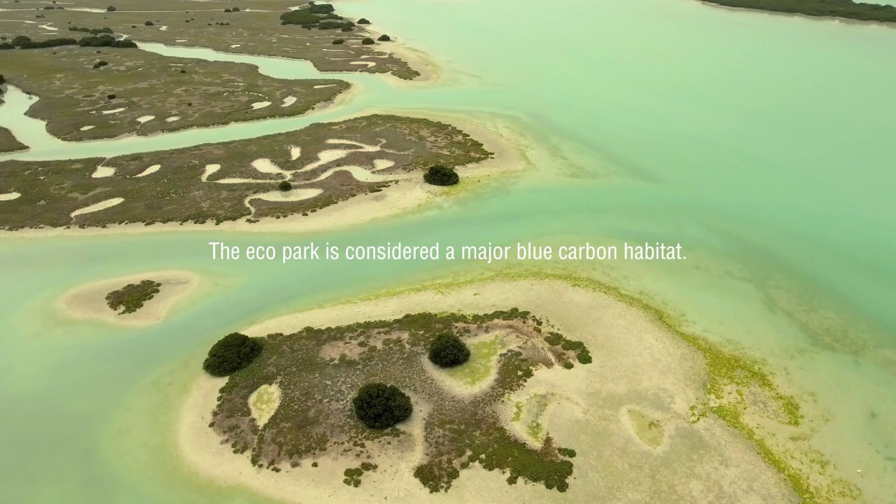 Mangroves of Easter Provence Saudi Arabia