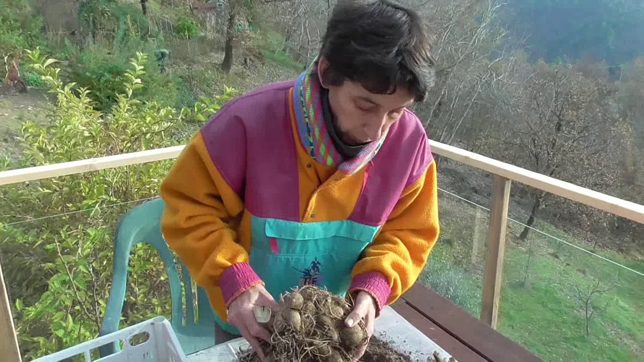 Bulbi Rizomi Tuberi
