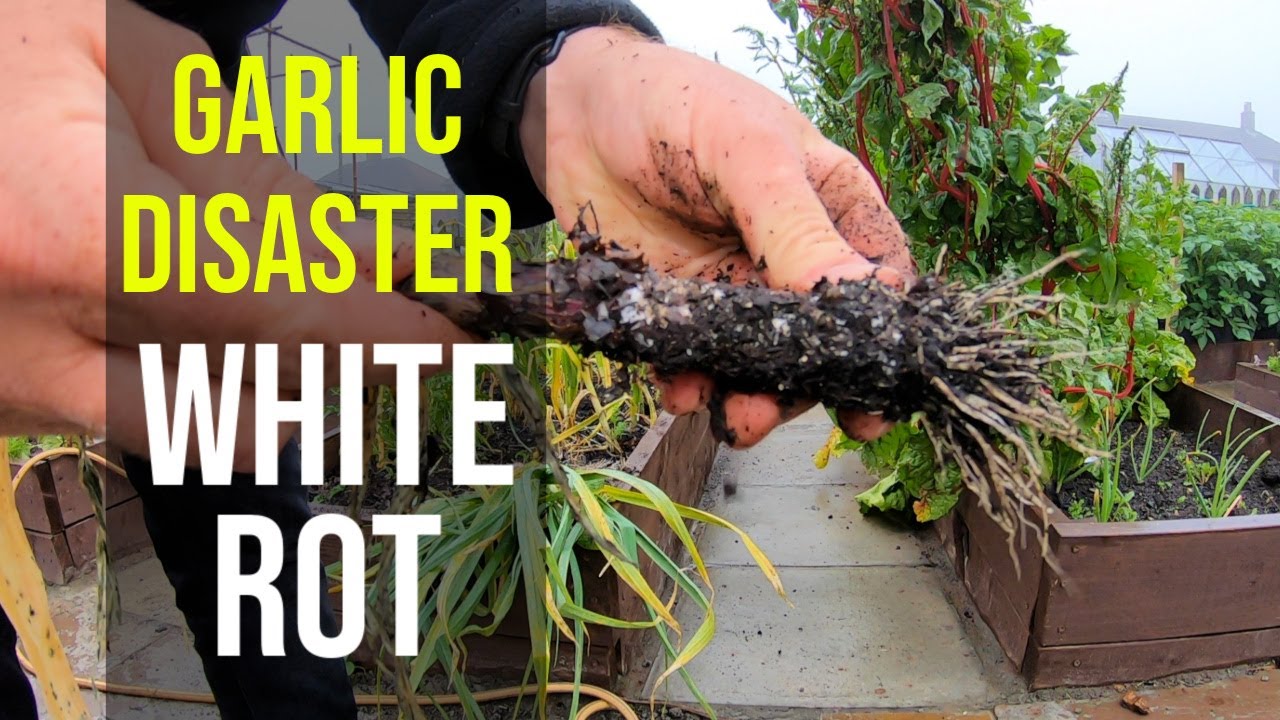 Garden Disaster My Garlic has White Rot  - How to get rid of White Rot on Garlic