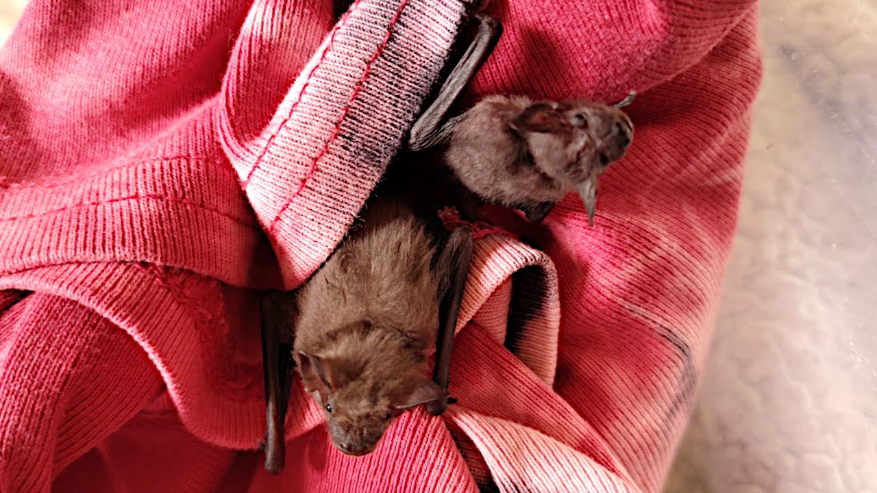 Day in the life of two baby bats