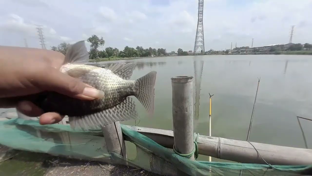 Mangkat ajh dulu ‼️mancing di empang hj amit kotrekan 35k al'in jaer bandeng angkut 