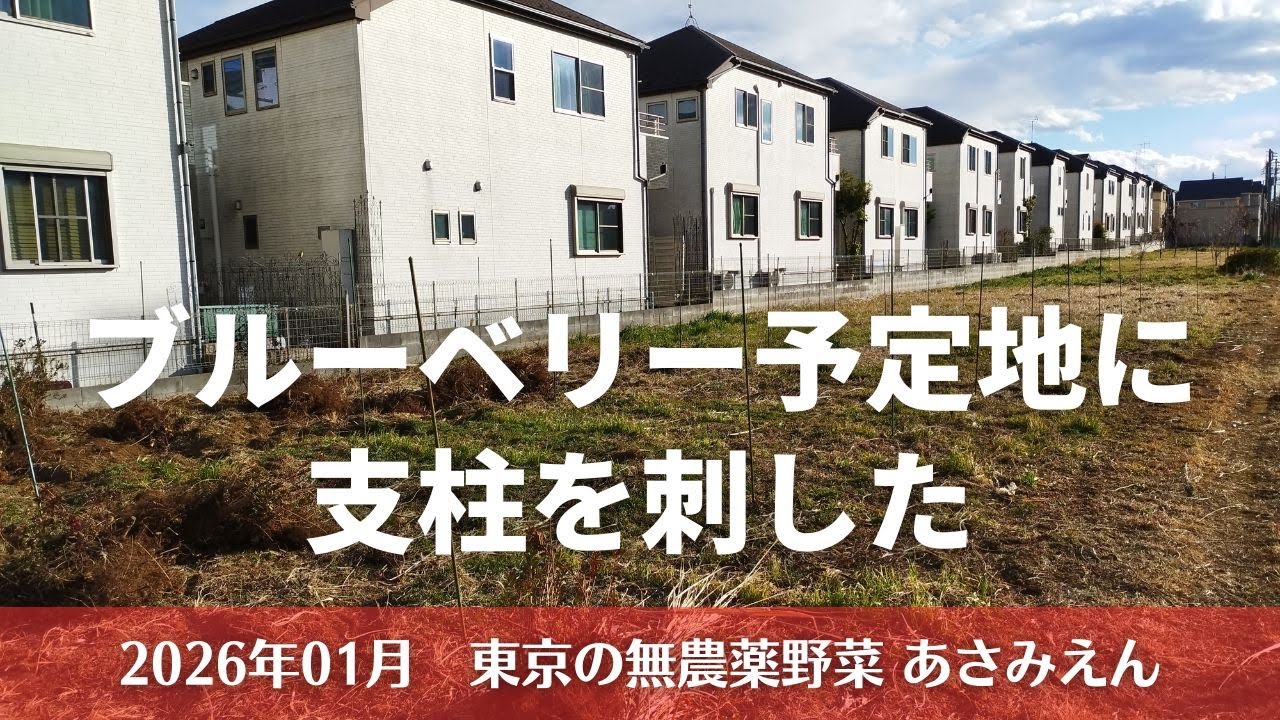 ブルーベリー定植予定地に支柱を刺した記録 20260117
