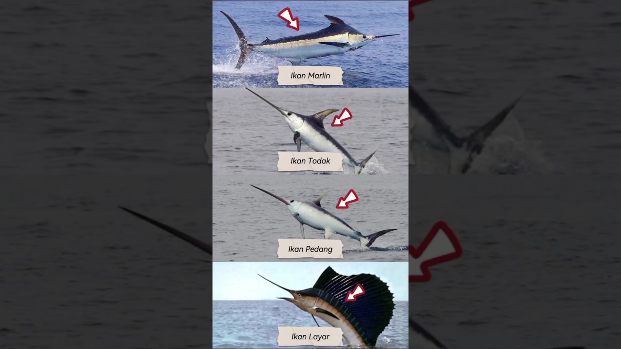 Perbedaan ikan marlin, ikan todak, ikan pedang dan ikan layar! #shorts #viralvideo #fishing #mancing