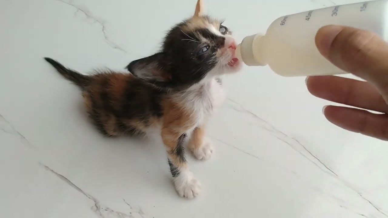 Rescue Orphan Kitten Drinking Milk Alone And Peacefully But She Is Not Energetic Like Before