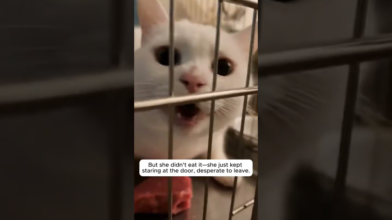 Она отказалась есть, потому что её котята умирали от голода 🥺 