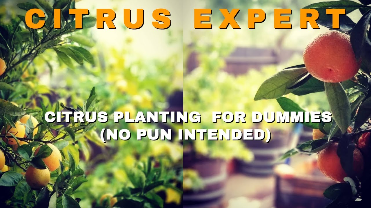 GROWING CITRUS TREE MADE EASY FOR DUMMIES 