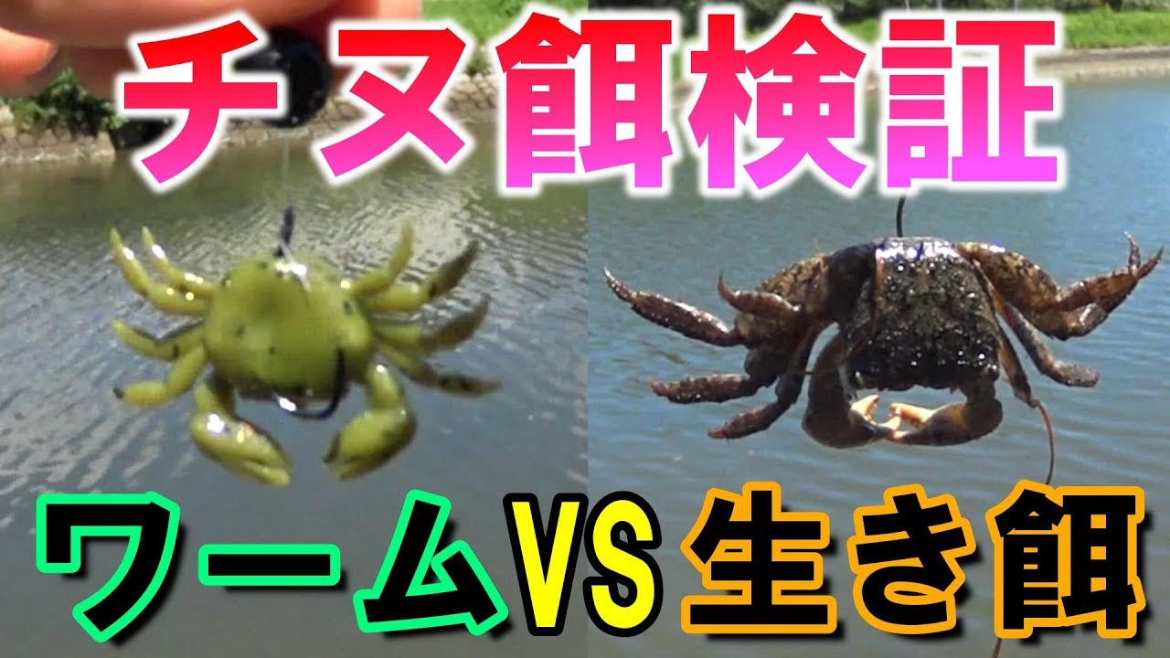 【チニング】蟹型ワームと生き餌どちらがチヌが釣れるか検証してみた