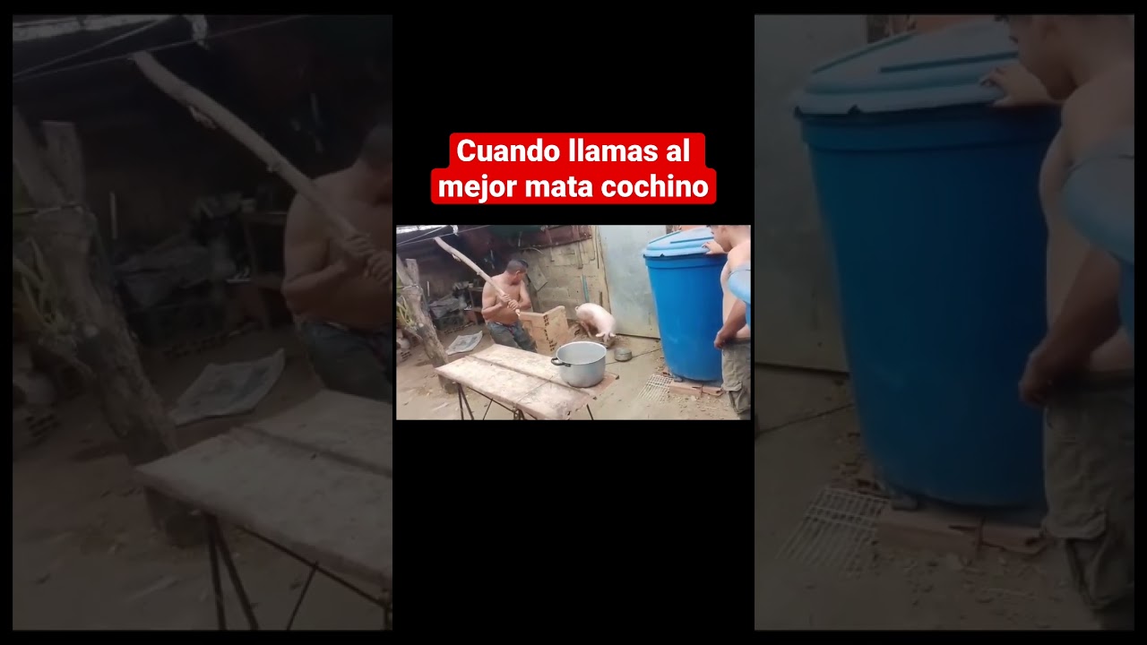 Como matar a un cochino