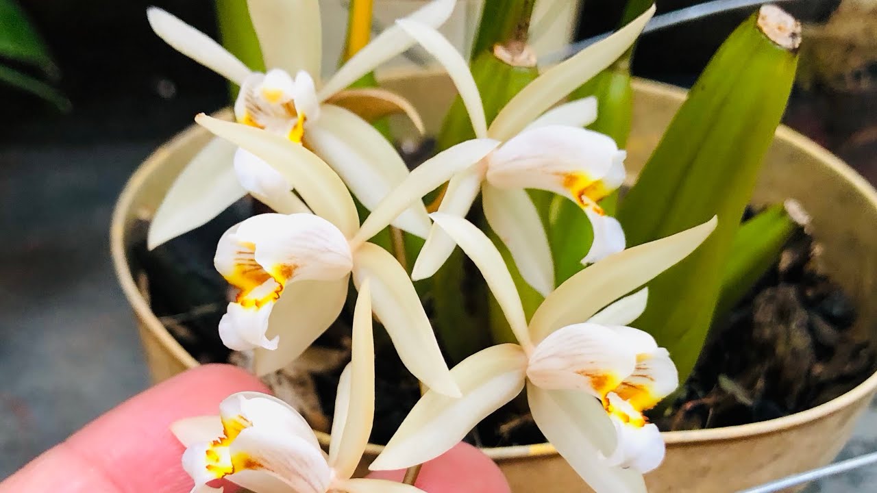 Como fazer ORQUÍDEA FLORIR sem gastar nada!
