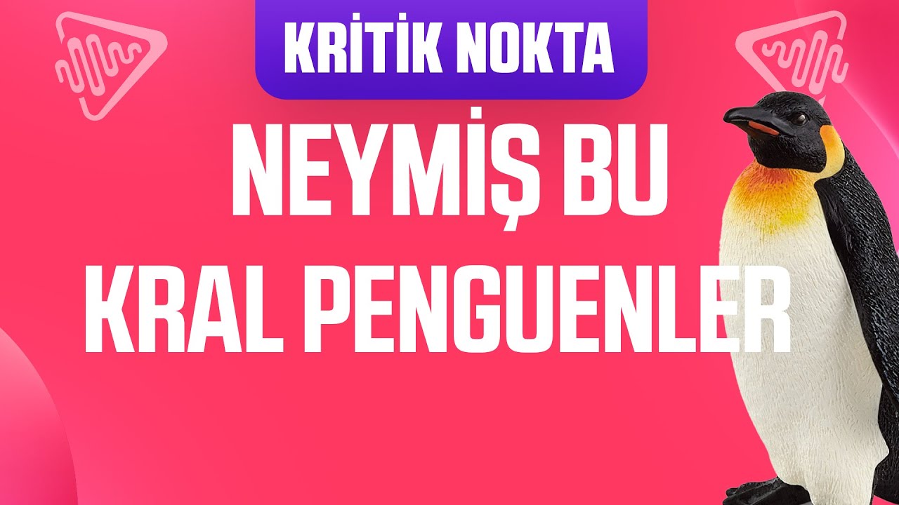 NEYMİŞ BU KRAL PENGUENLER 🐧 DAĞILIM ÇEŞİTLERİ VE BÜYÜME EĞRİLERİ