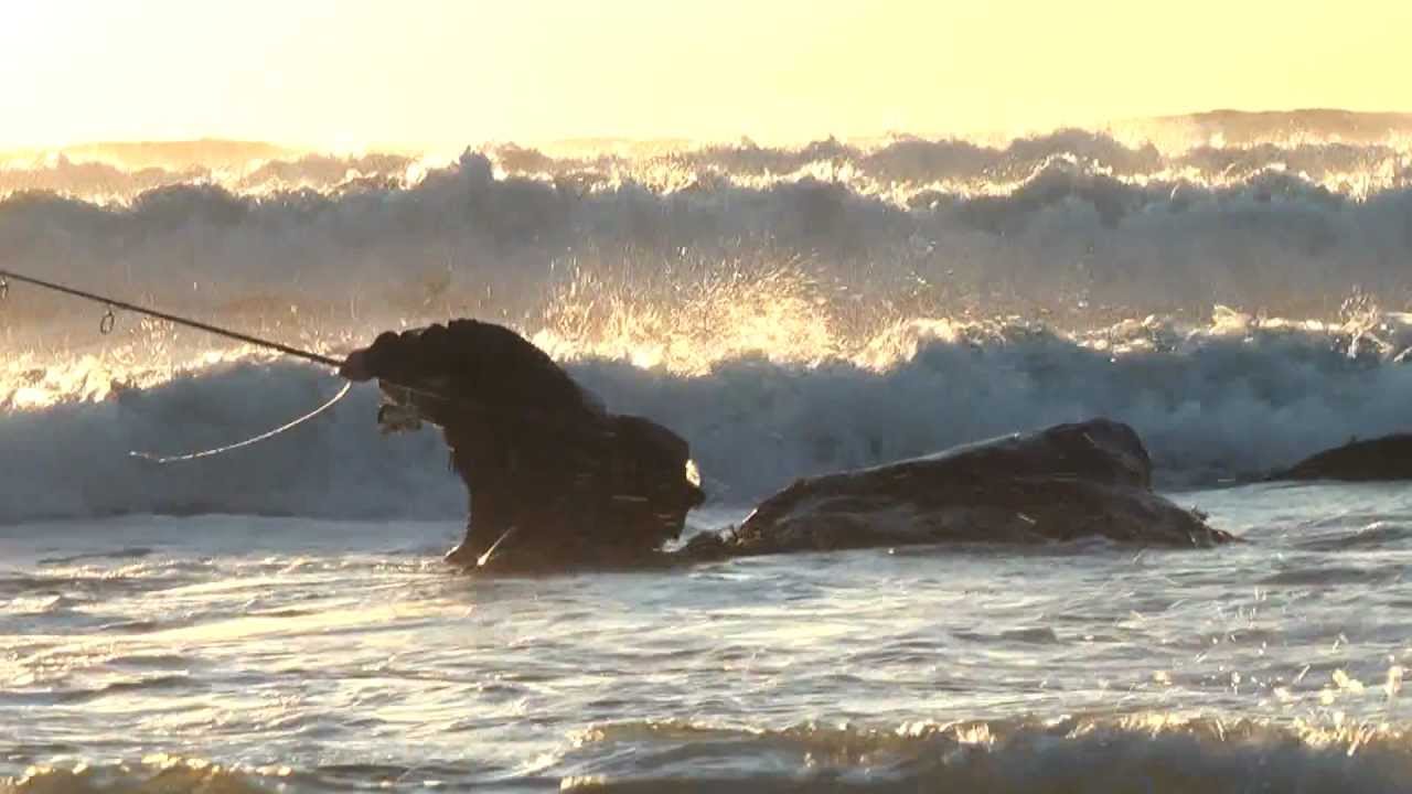 Montauk Surfcasters Preview I