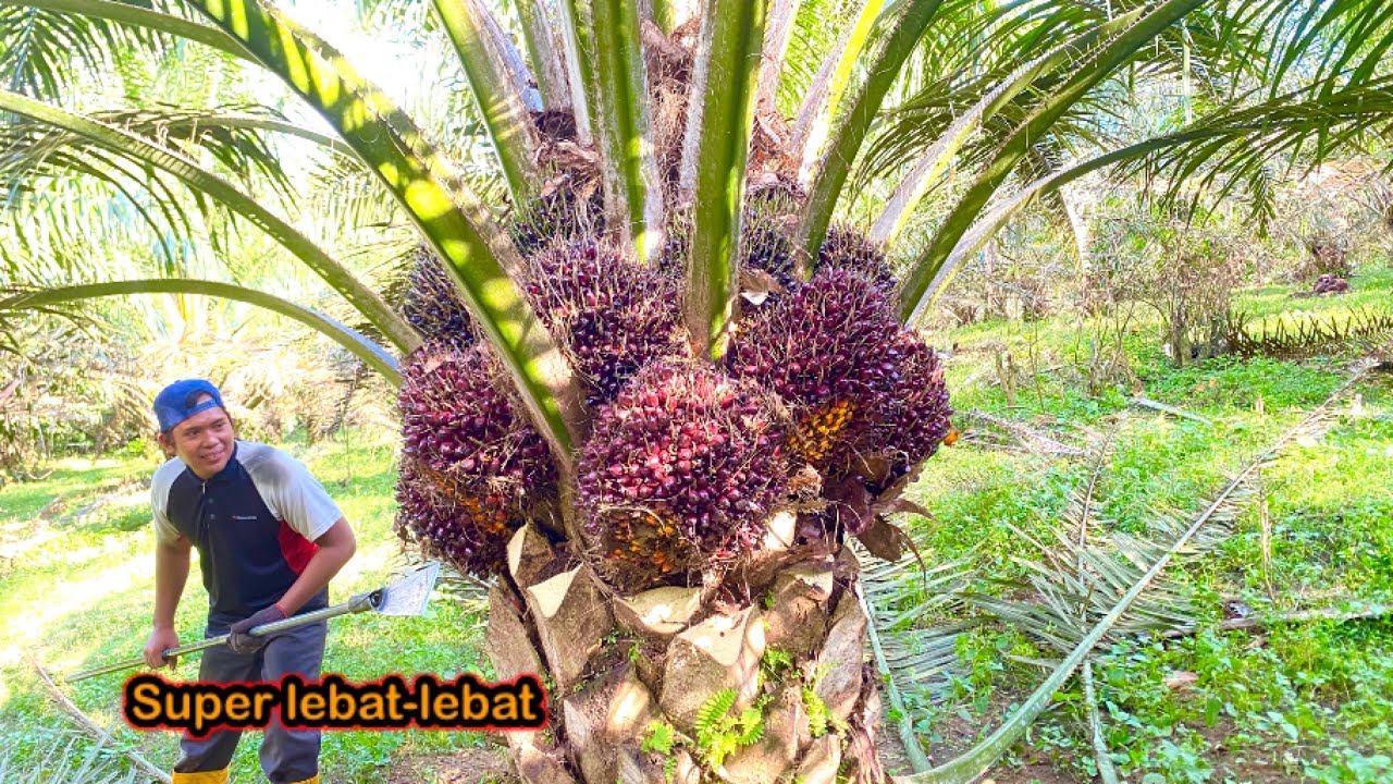 Panen sawit lebat -lebat buah nya