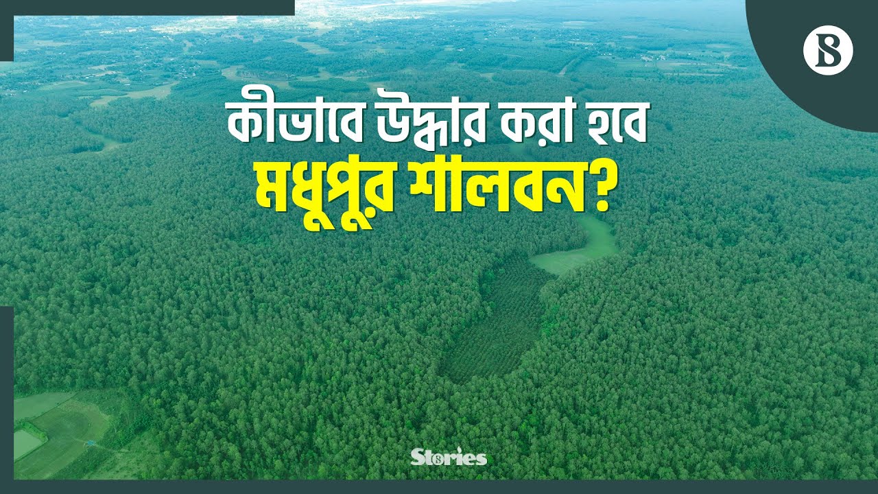 মধুপুর শালবনকে আগের রূপে ফেরাতে বন বিভাগের যত উদ্যোগ | Madhupur Forest | The Business Standard