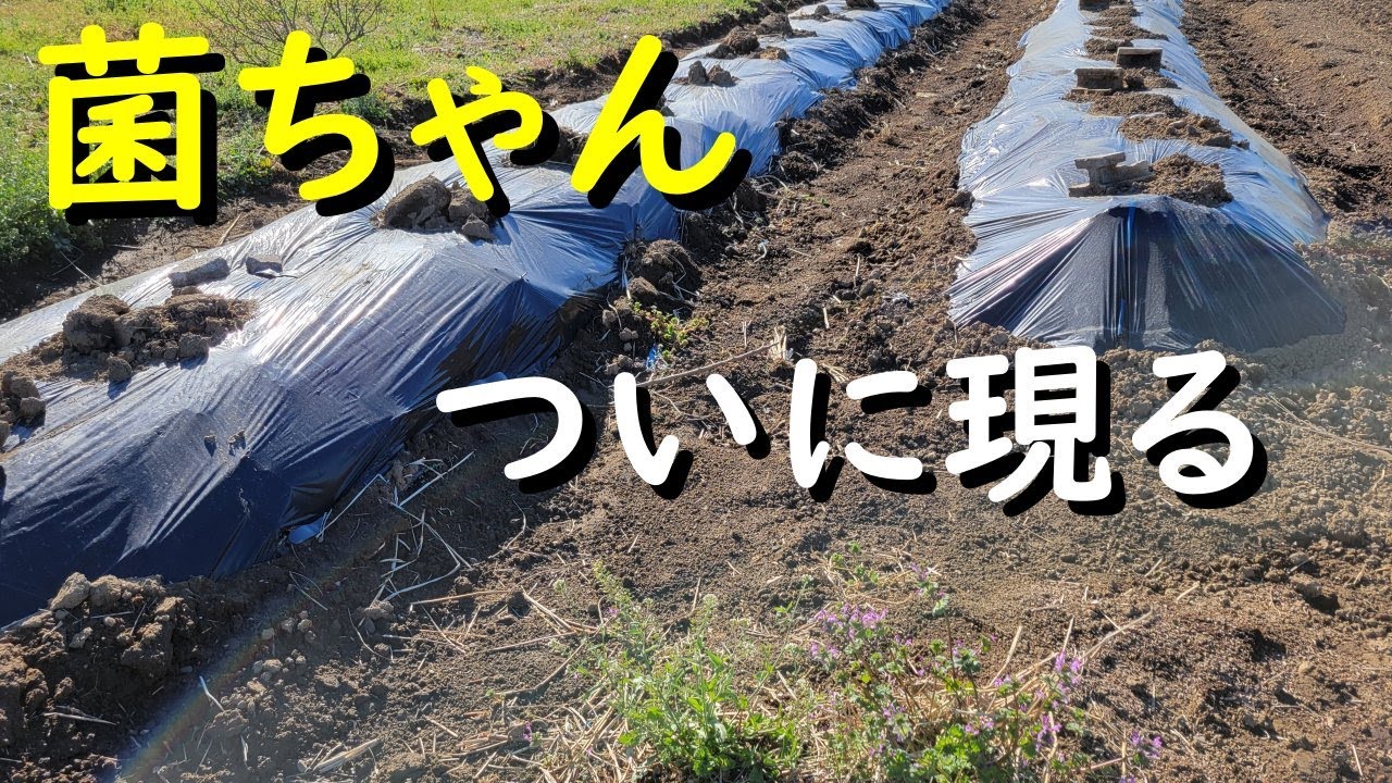 菌ちゃん先生おすすめの善循環型畝に糸状菌が育っていました