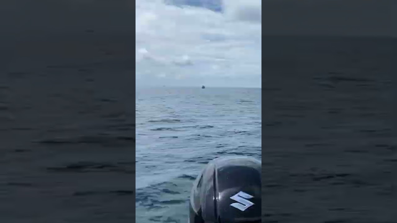How the new Penn Authority reel screams playing a sailfish