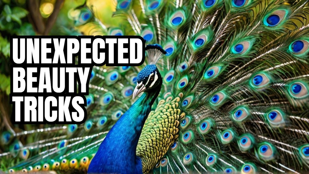 Why Peacocks Are The Most Beautiful Animals
