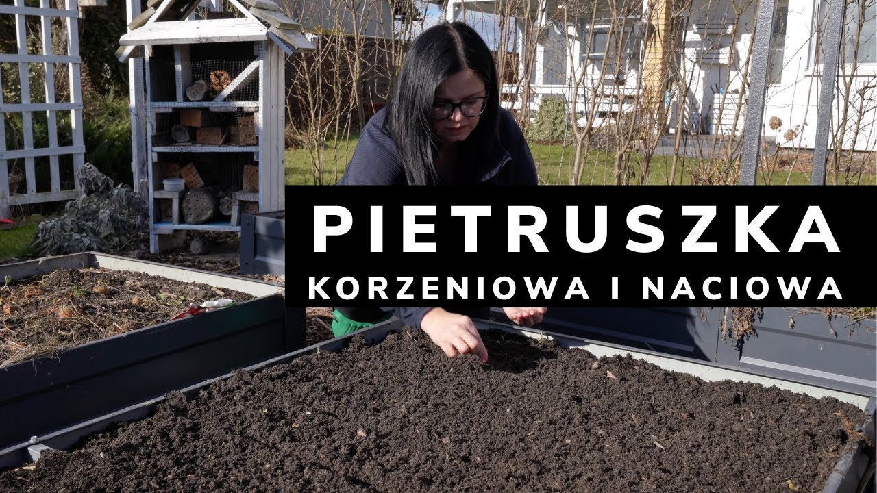 UPRAWA PIETRUSZKI korzeniowej i naciowej. Co siać w marcu i lutym. . Ogrodnictwo Kasia in. No Dig.
