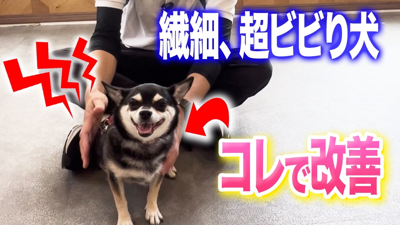 【犬しつけ】繊細で臆病なワンちゃんのトレーニングはコレで改善できます【トレーニング】