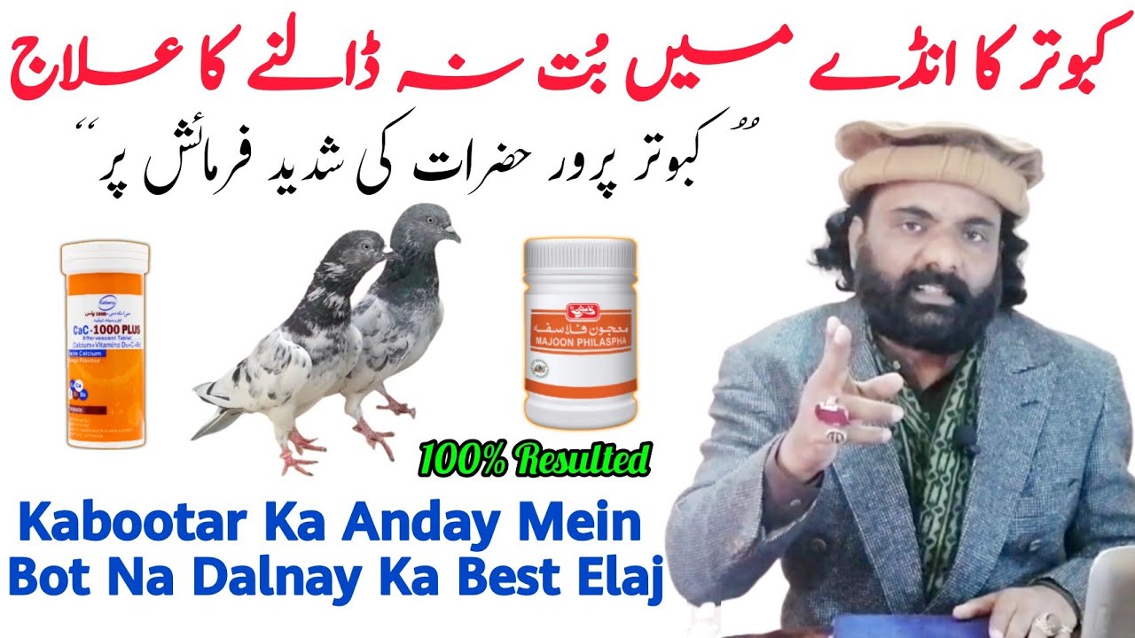 Kabootar Ka Bot Na Dalnay Ka Elaj | Kabootar Ka Andon Mein Bot Na Dalnay Ka Elaj