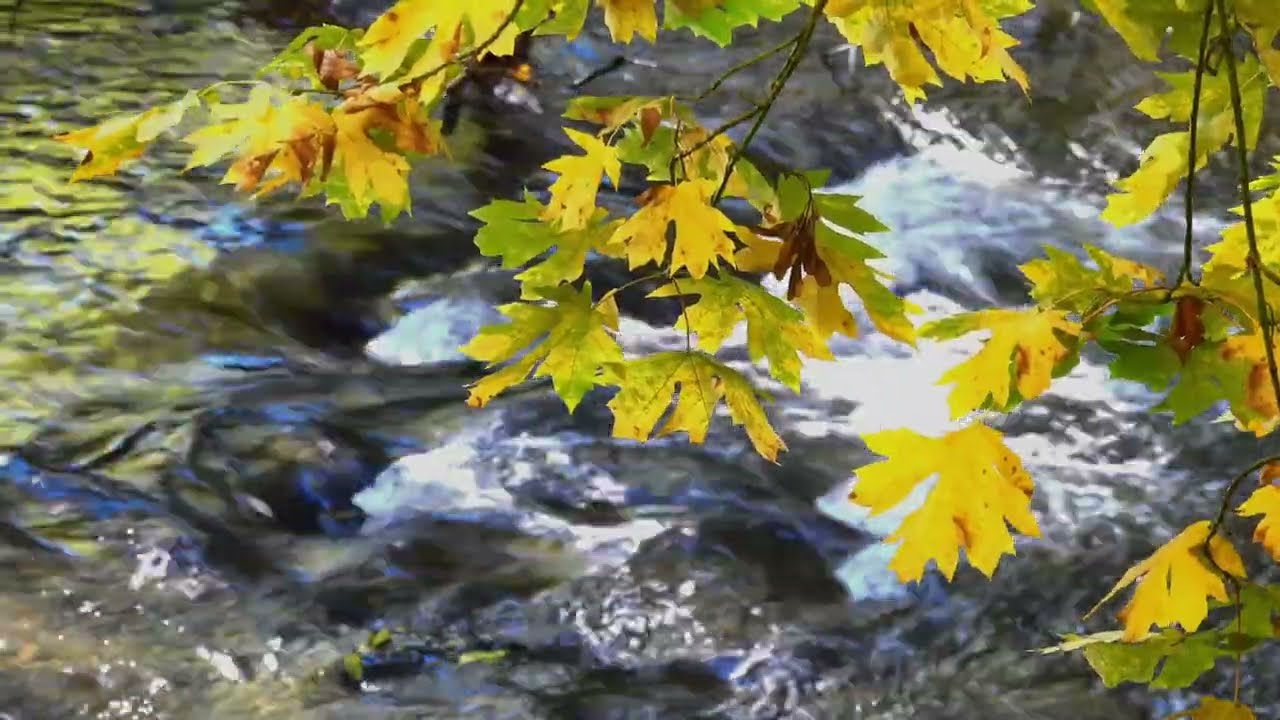 (10hour) Gentle River Flow Over Stones 🌊 Deep Sleep in 3 Minutes | Natural Water Sounds