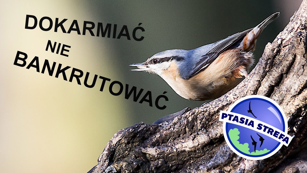 Tanie dokarmianie