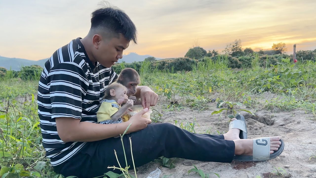 Peaceful moments of monkey SinSin and SuBi when working with Dad at the farm