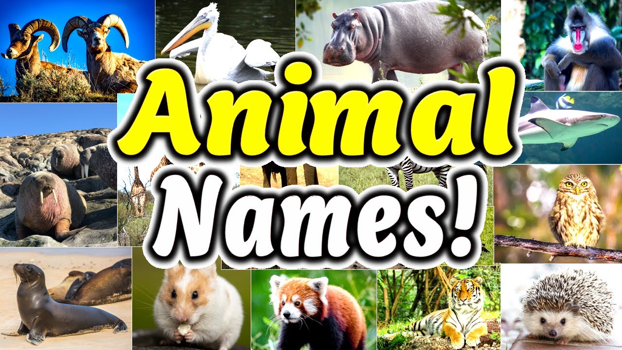 Animal Names in English with pictures (135 Popular Animals) [ ForB English Lesson ]