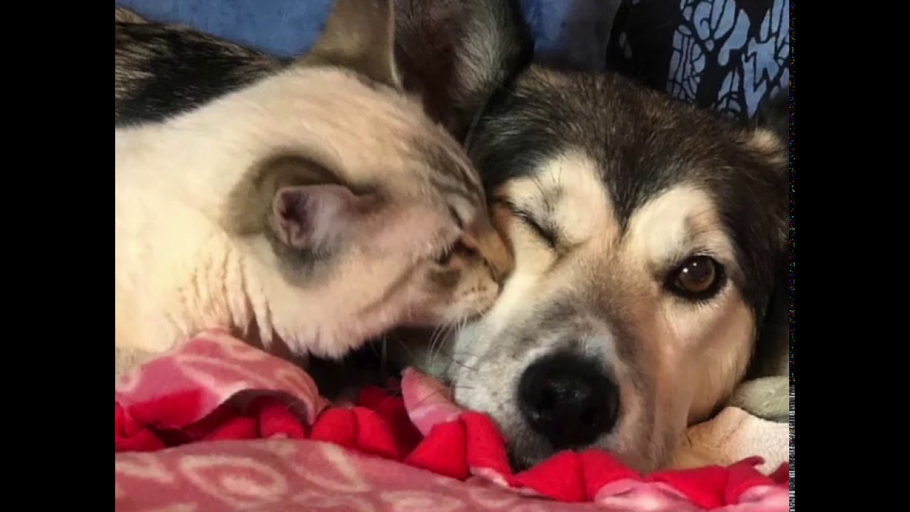 Special Needs Kitty Finds Loving Foster Mom Husky Dog