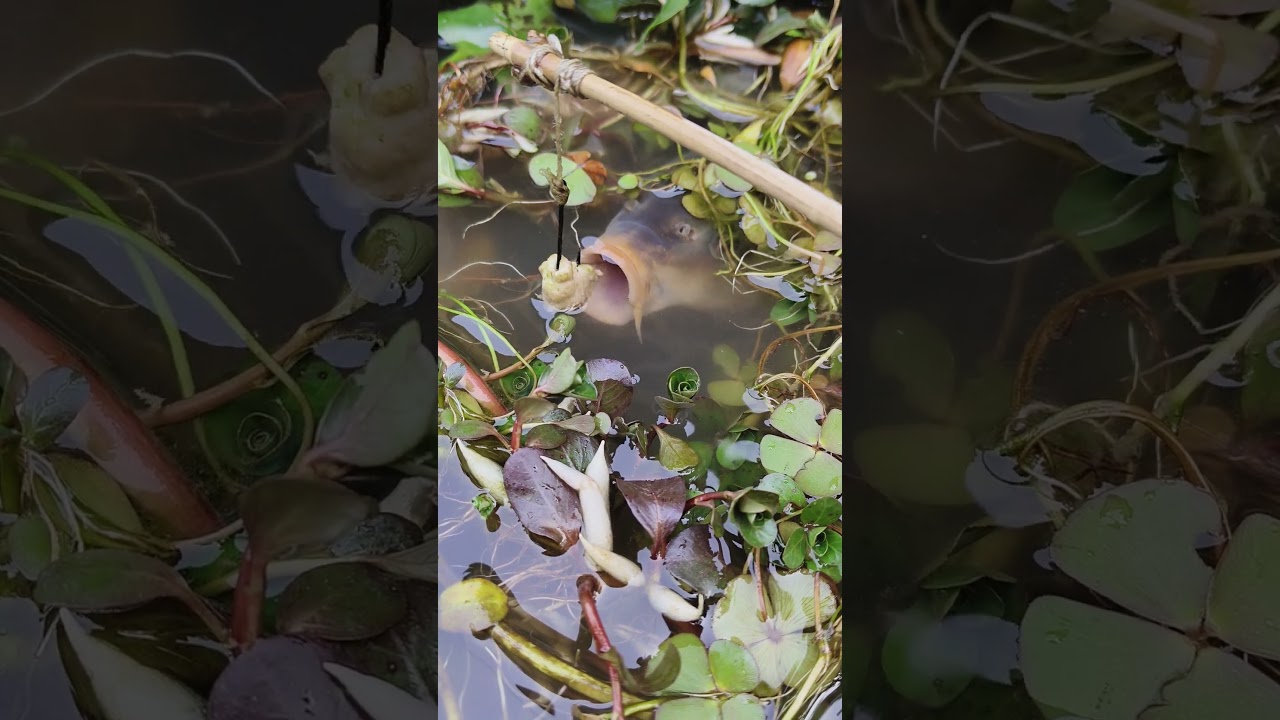 Amazing Hook Fishing - Village Best Hook Fishing #fishing #fishingbyhook #fishingmethods