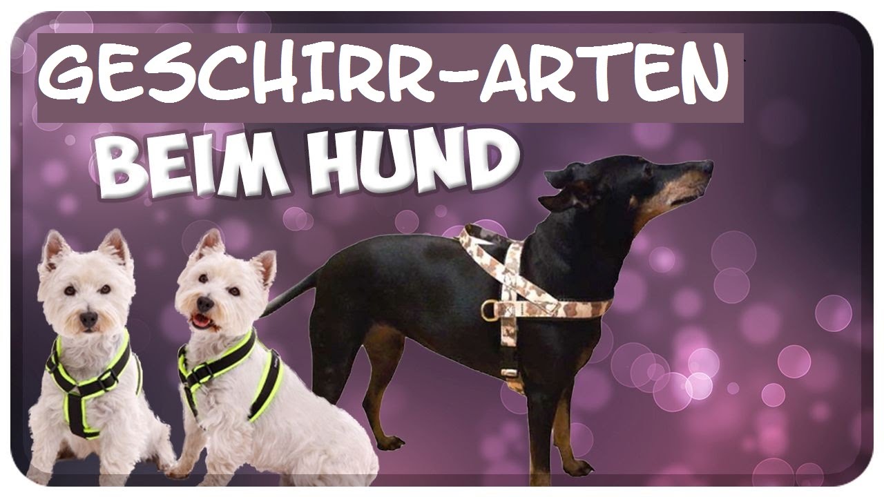 Geschirrarten beim Hund! Welches Geschirr ist das Beste?! Führgeschirr, Norwegergeschirr und Co!