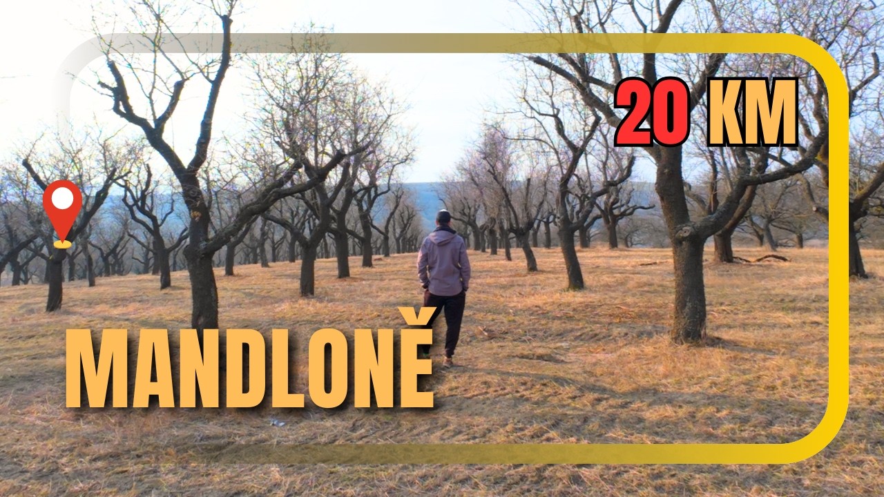 Než mandloně rozkvetou | Patron dětí místo piva