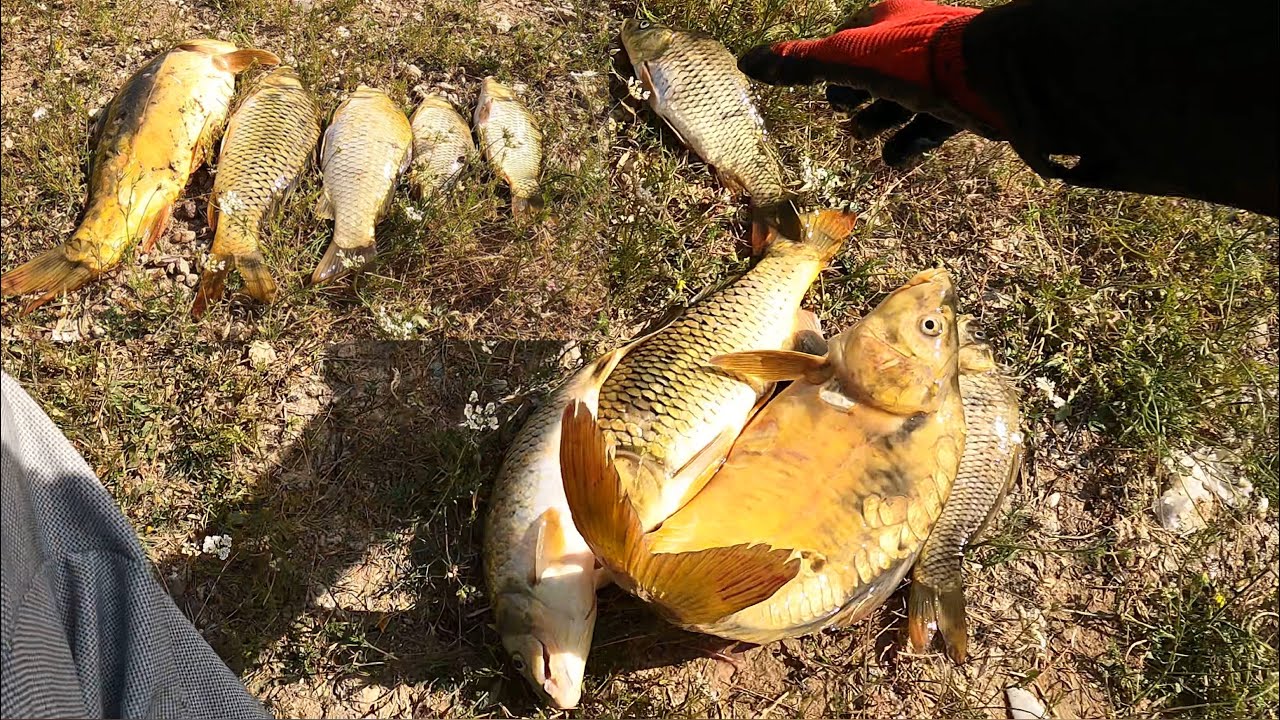 صيد السمك بالذرة 🌽 (صيد السمك في تركيا) صيد السمك في نهر الفرات carp fishing Malatya sazan avı