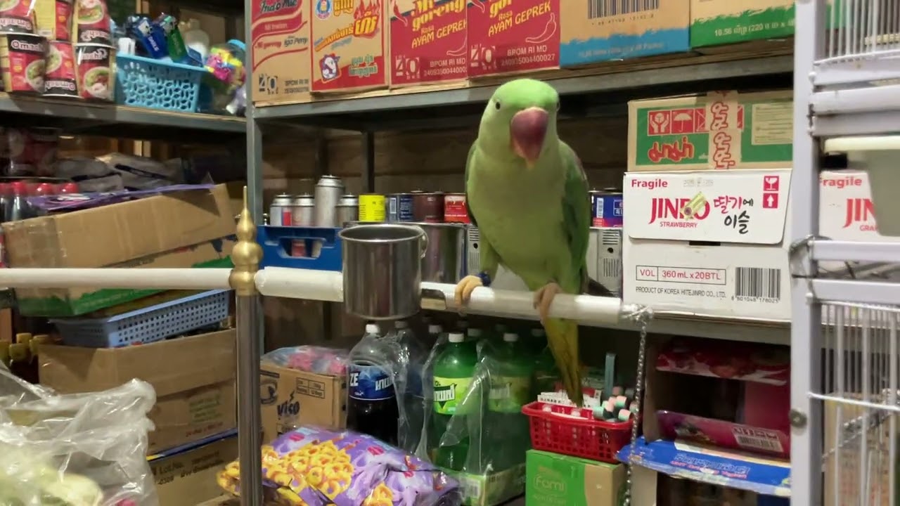 Pets parrots #lovebirds 