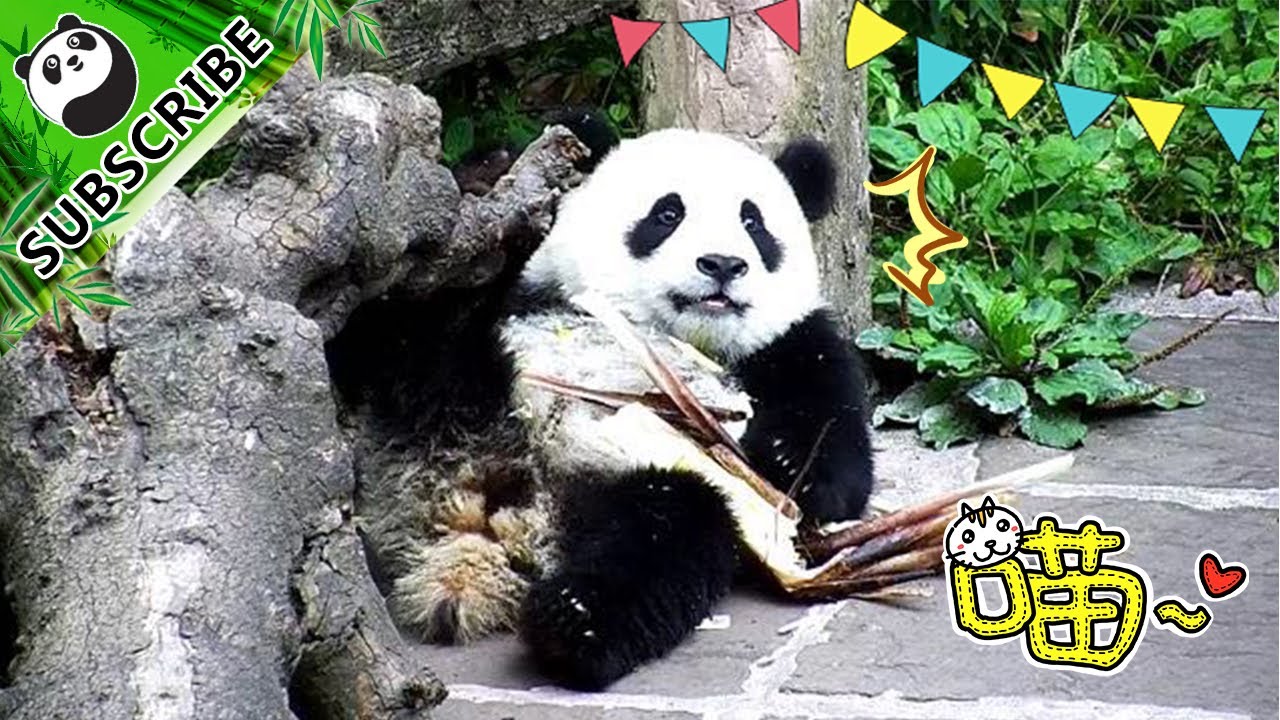 Qiao Liang senses the rain in five seconds!